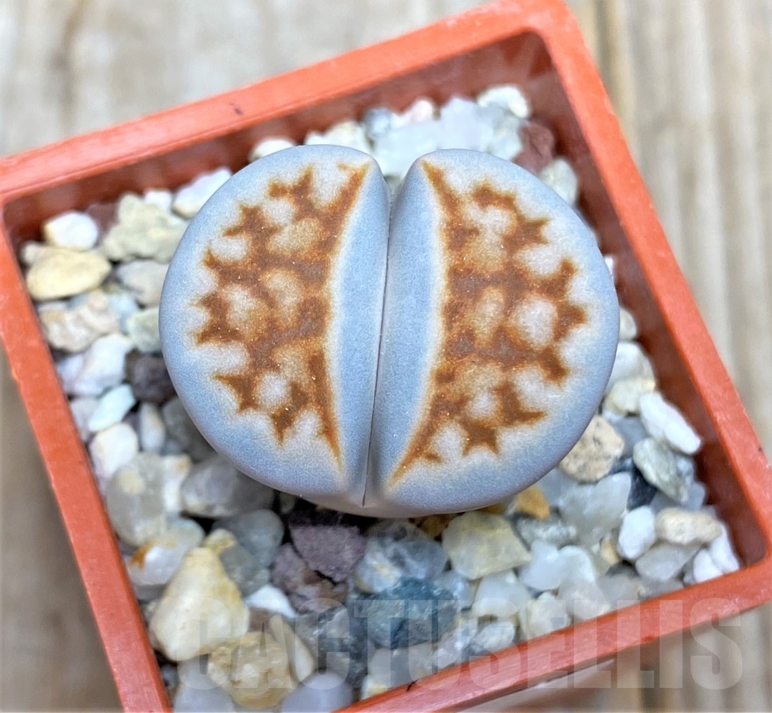 SHPR13518 Lithops karasmontana ‘Lateriana’ sensus Dinter