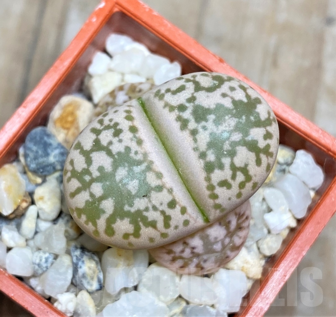 SHPR13523 Lithops gesinae C 78