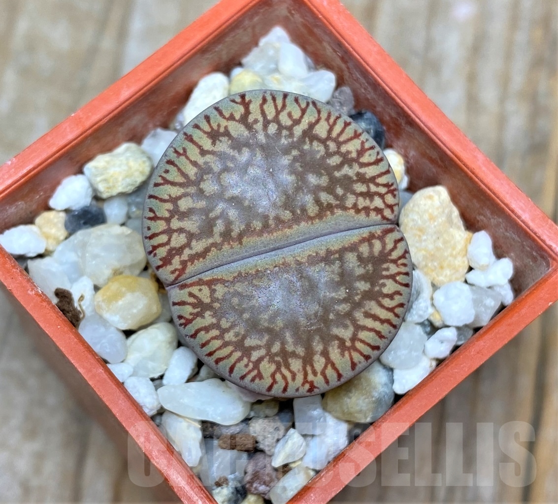 SHPR13528 Lithops aucampiae ssp. euniceae C 048