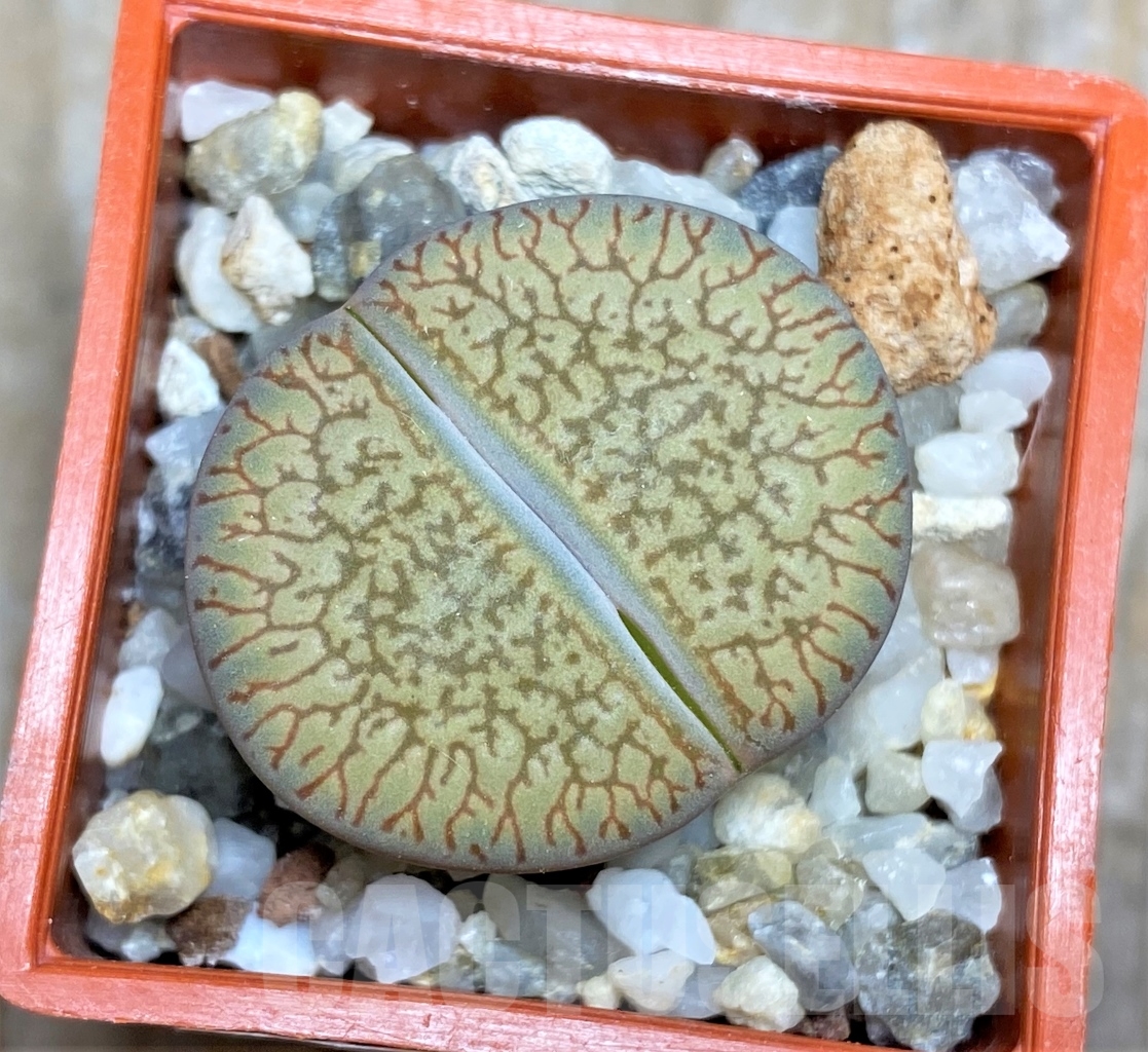 SHPR13529 Lithops aucampiae ssp. euniceae v. euniceae