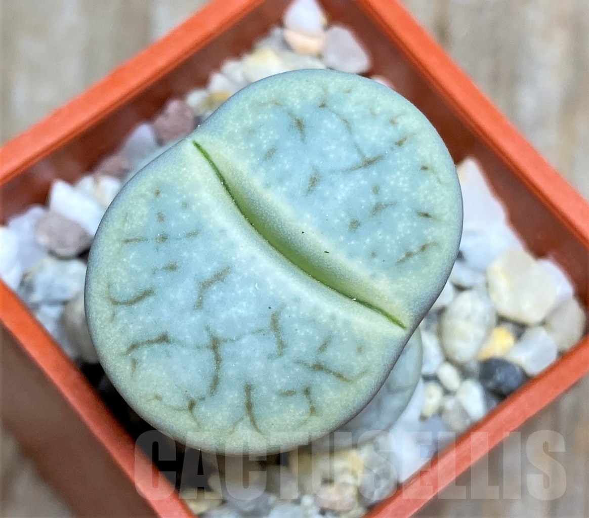 SHPR13530 Lithops pseudotruncatella v. archerae C306