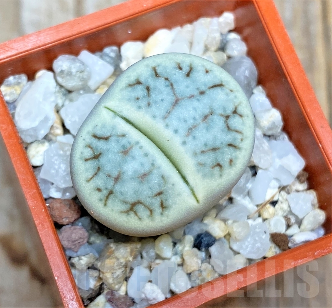 SHPR13531 Lithops pseudotruncatella v. archerae C306