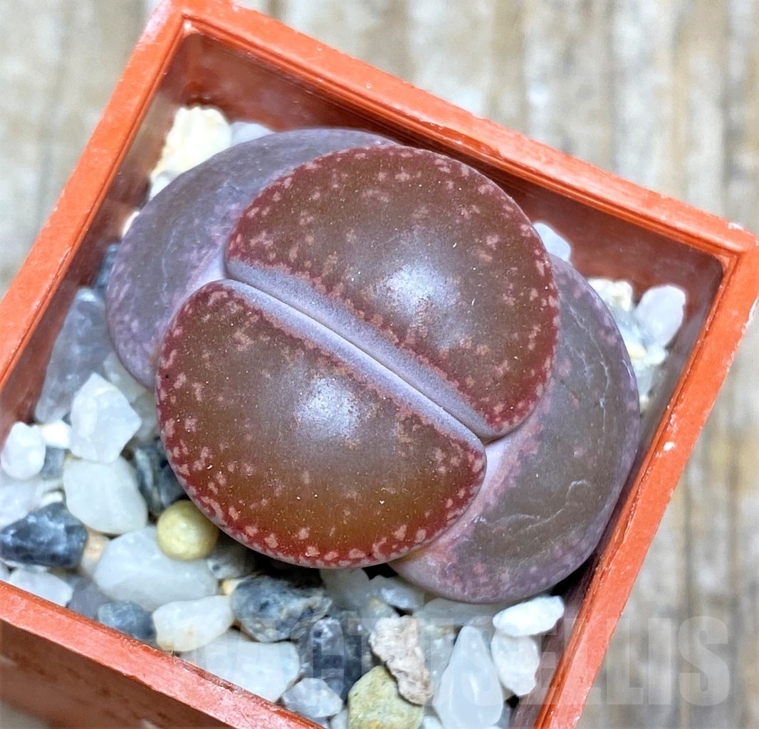 SHPR13532 Lithops aucampiae
