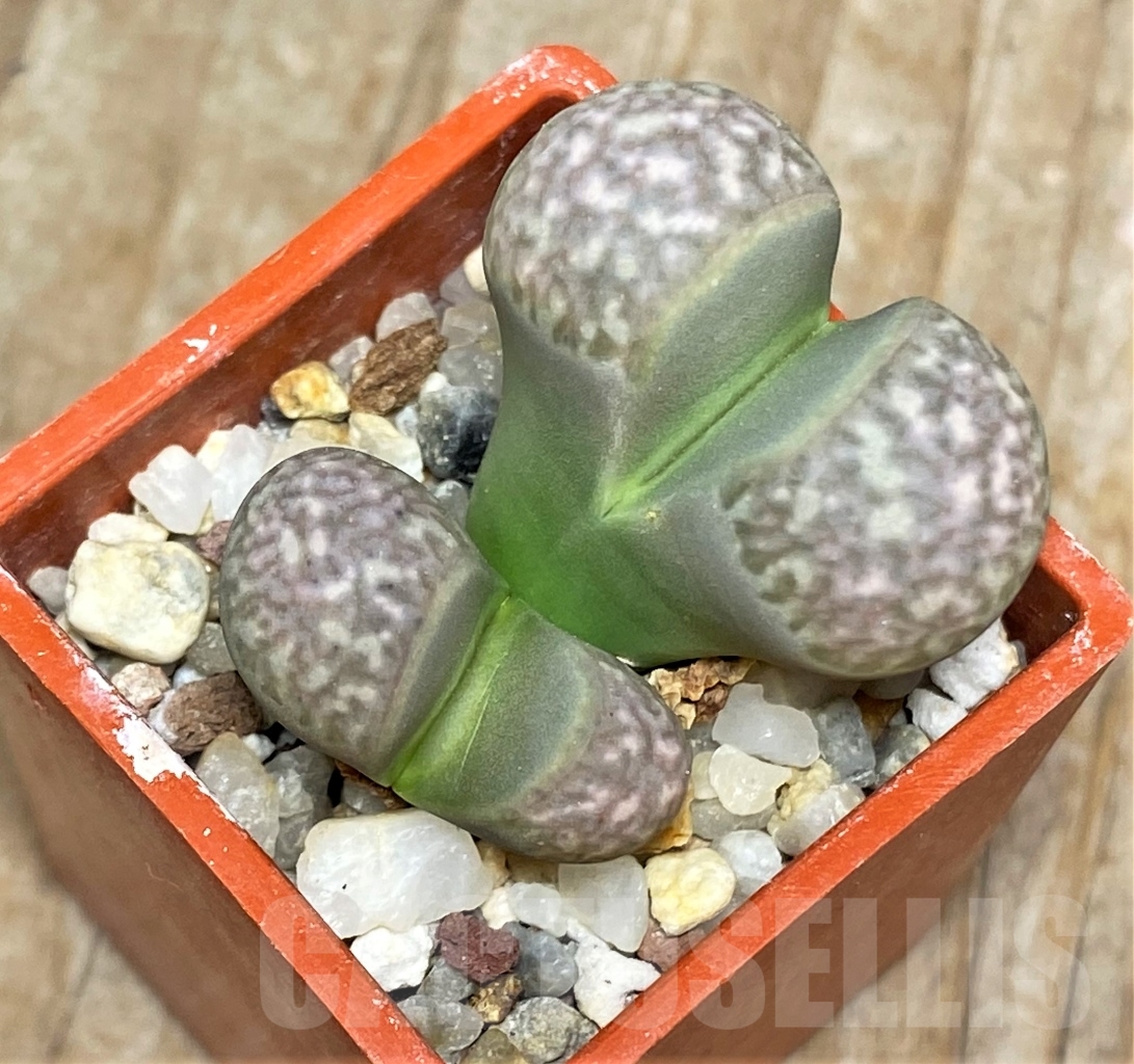 SHPR13533 Lithops marmorata C365
