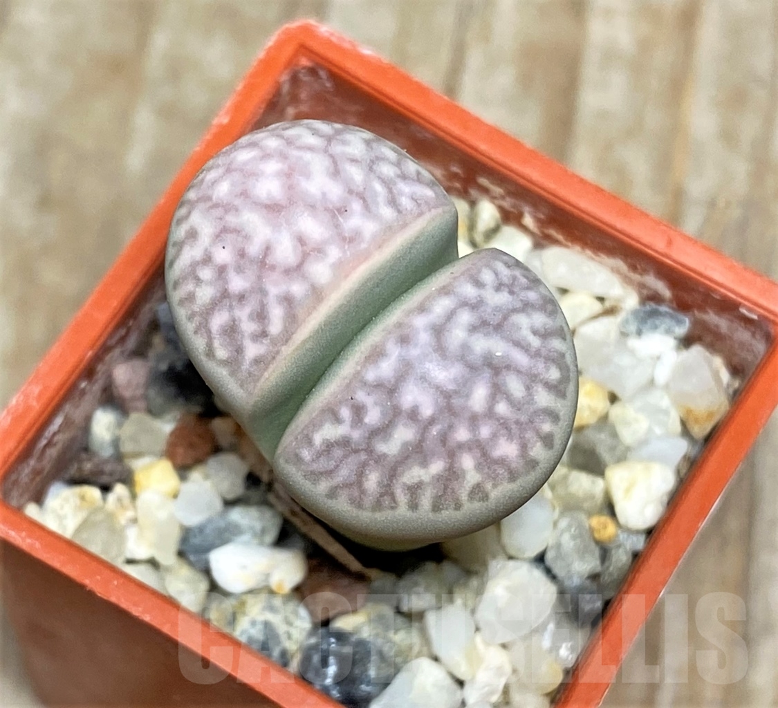 SHPR13534 Lithops marmorata C365