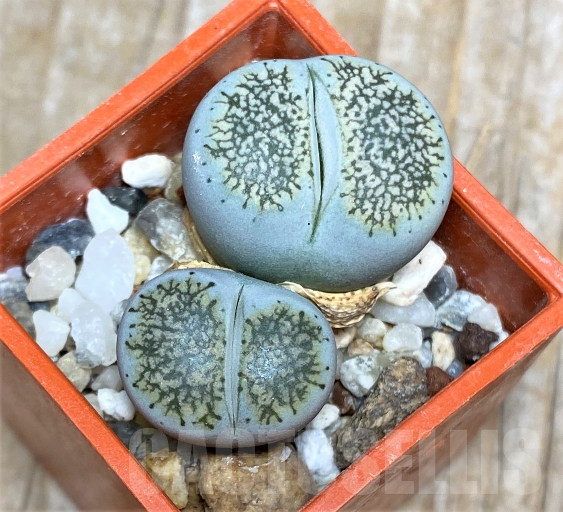 SHPR13535 Lithops lesliei ssp. burchellii