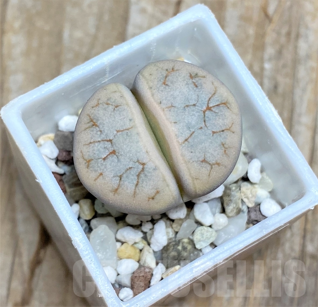 SHPR13536 Lithops gracilidelineata C 309