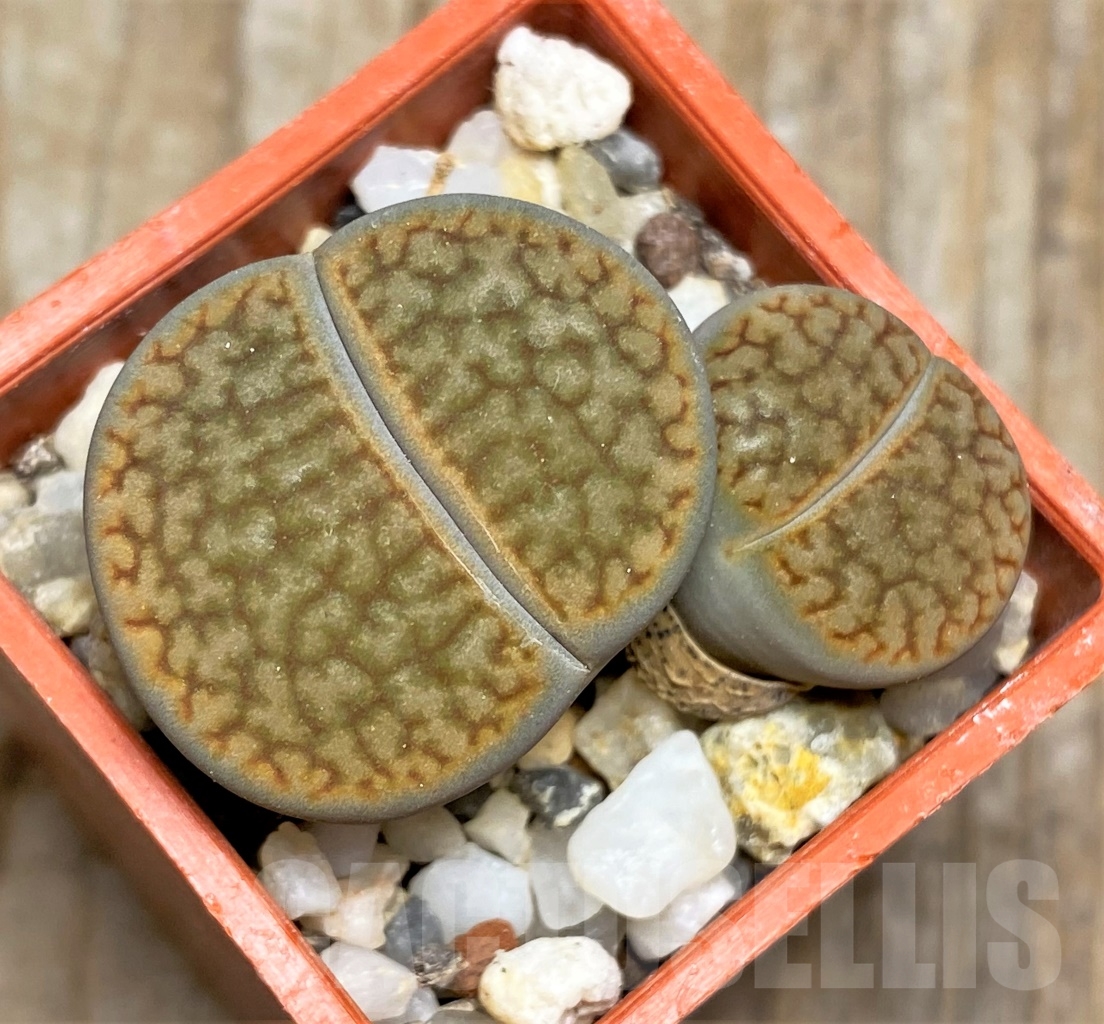 SHPR13537 Lithops hookeri v. marginata SH 1725
