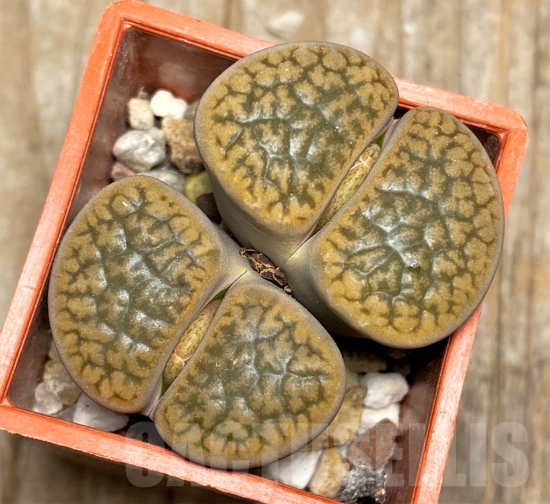 SHPR13538 Lithops hookeri v. subfenestrata SH 1702
