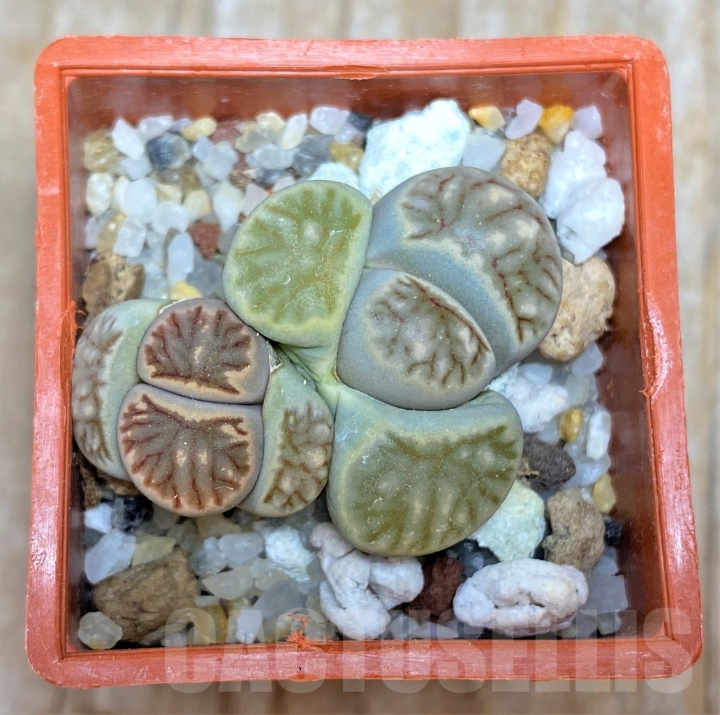 SHPR6632 Lithops julii ‘Kikushogiyoku’ hybrid, 2 heads
