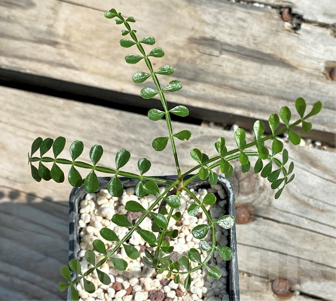 SHPR13543 Operculicarya pachypus - Obrázek 2