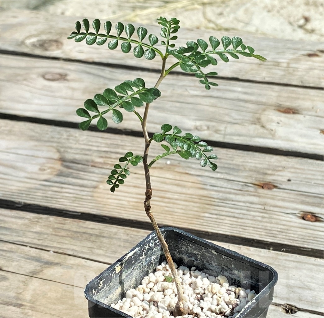 SHPR13544 Operculicarya pachypus - Obrázek 2