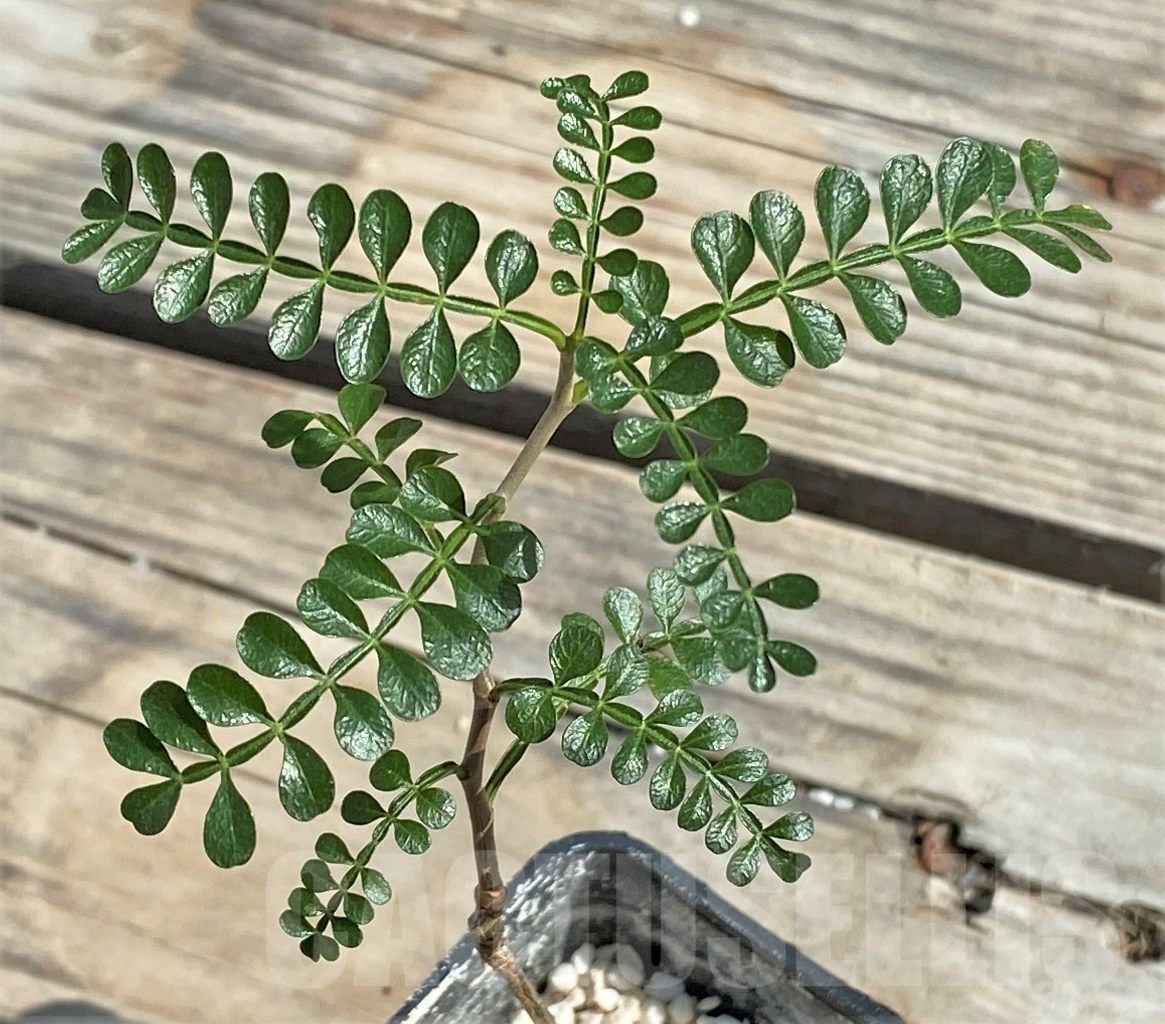 SHPR13544 Operculicarya pachypus