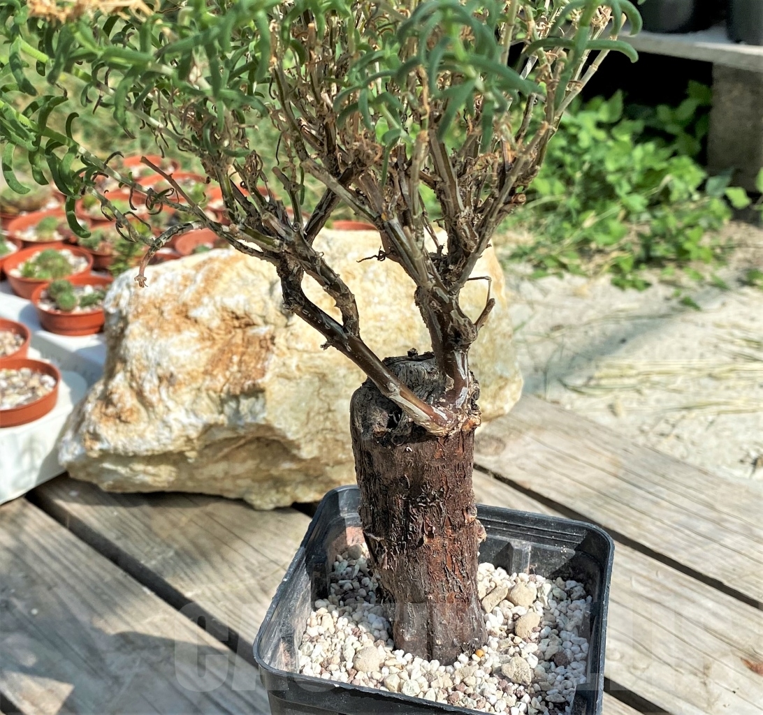 SHPR13546 Mestoklema tuberosum