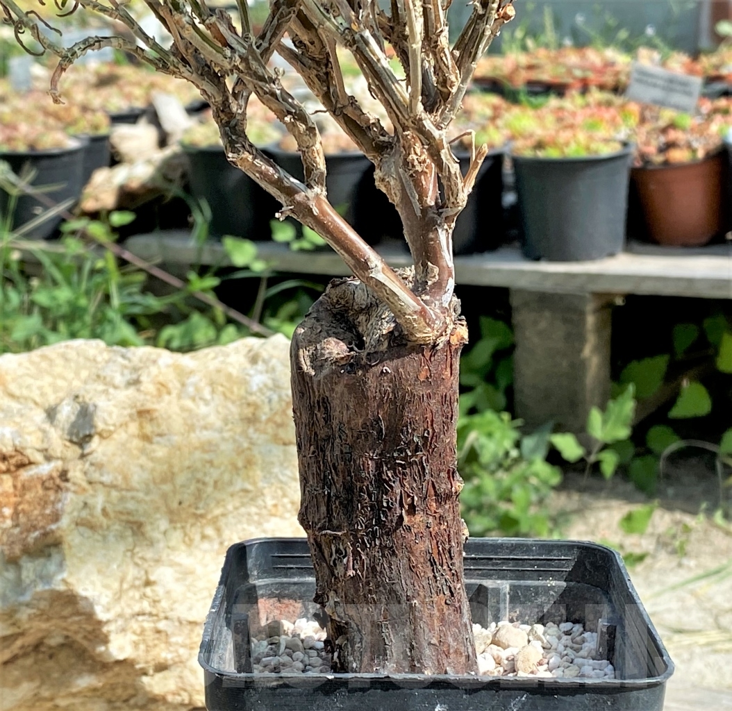 SHPR13546 Mestoklema tuberosum - Obrázek 2