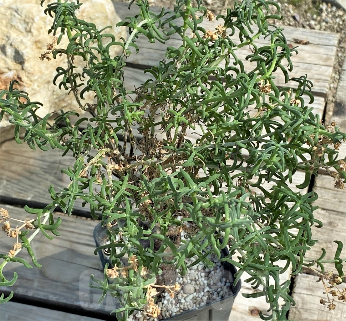 SHPR13546 Mestoklema tuberosum - Obrázek 3