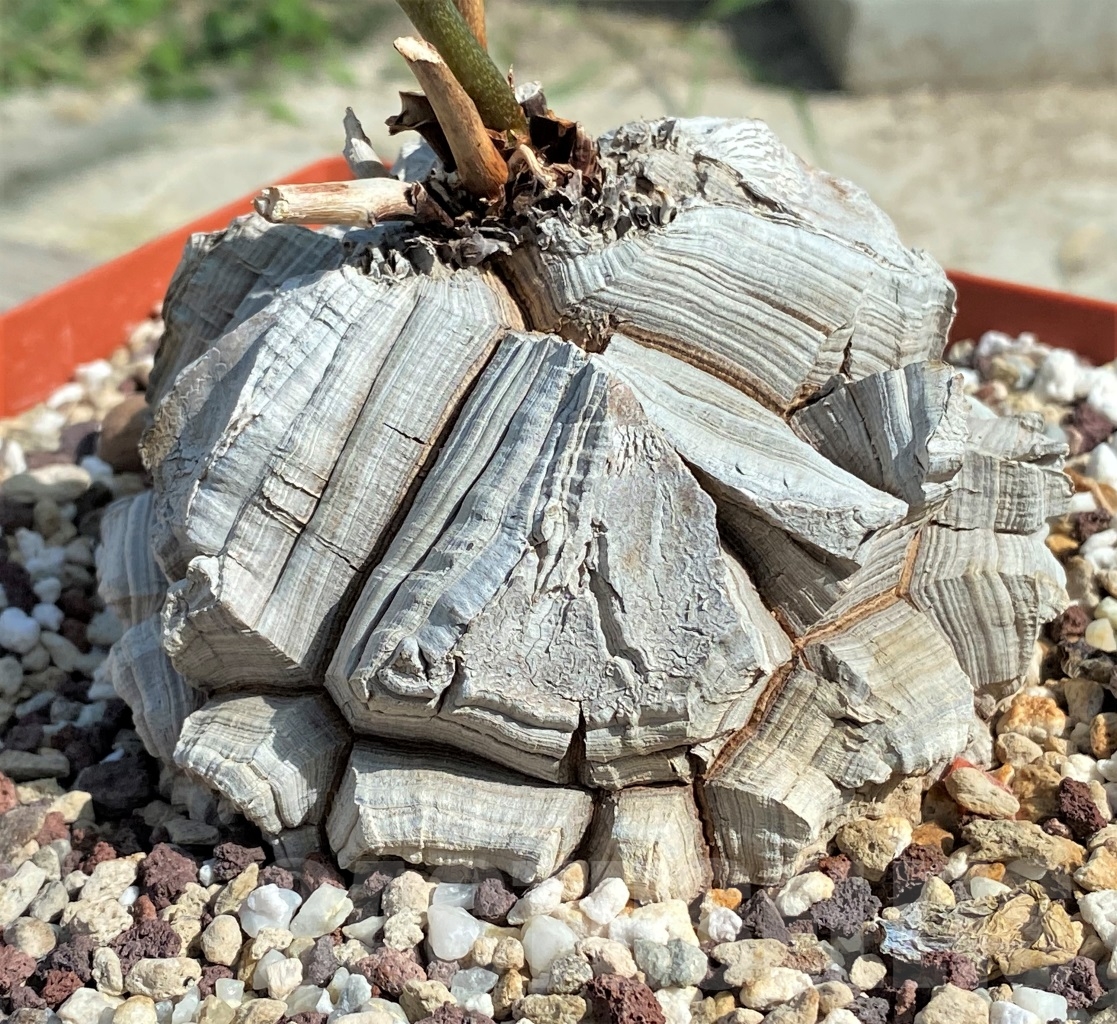 SHPR13545 Dioscorea elephantipes - Obrázek 3