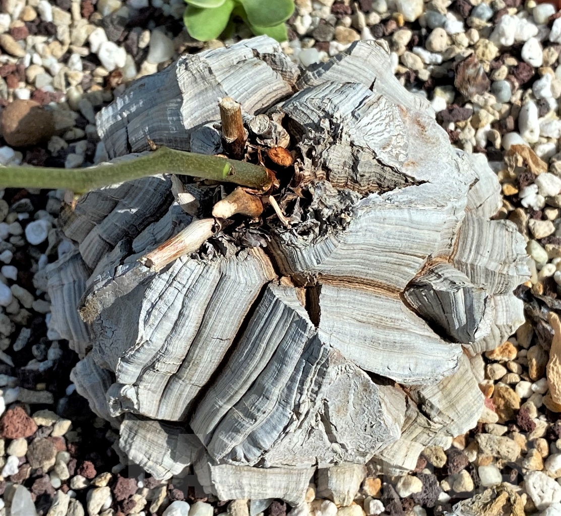 SHPR13545 Dioscorea elephantipes - Obrázek 2