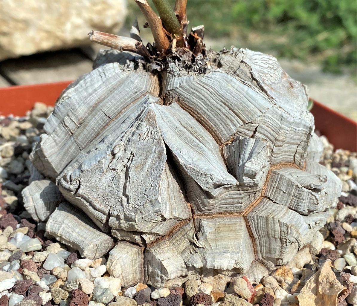 SHPR13545 Dioscorea elephantipes