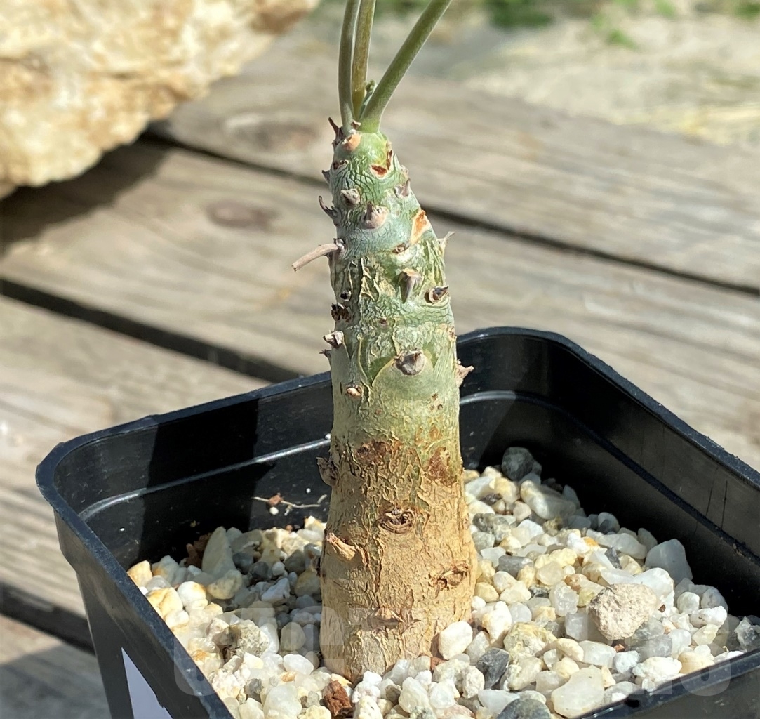 SHPR13548 Pelargonium crithmifolium – Bild 2