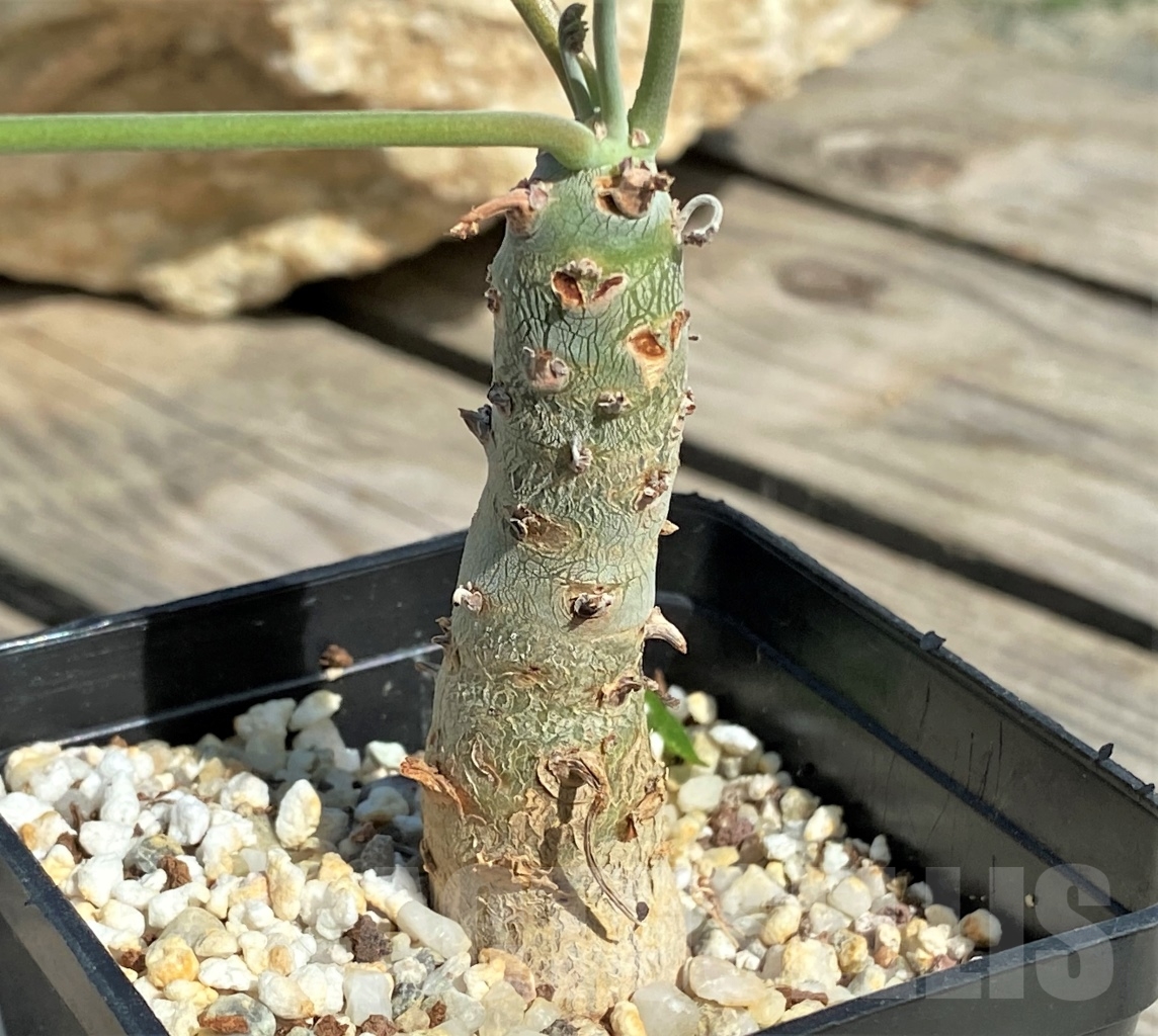 SHPR13550 Pelargonium crithmifolium – Image 2