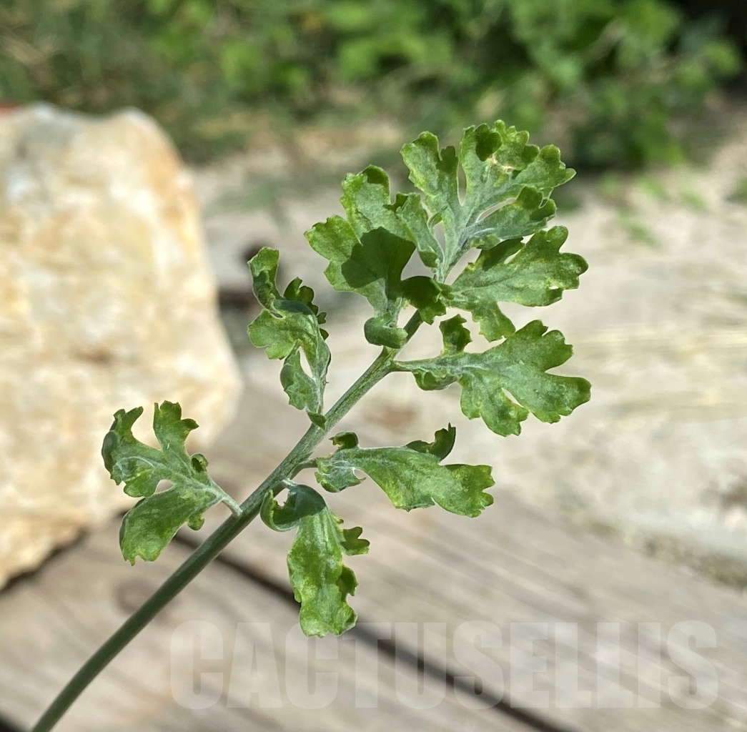 SHPR13550 Pelargonium crithmifolium