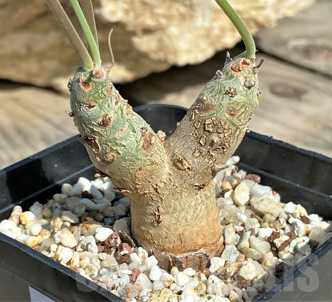 SHPR13551 Pelargonium crithmifolium - Image 2