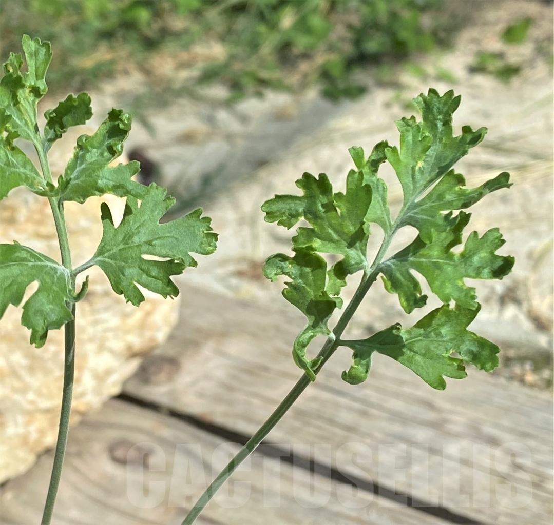 SHPR13551 Pelargonium crithmifolium