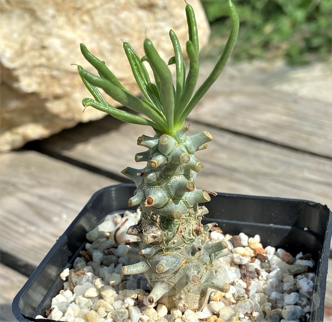 SHPR13553 Tylecodon sp.