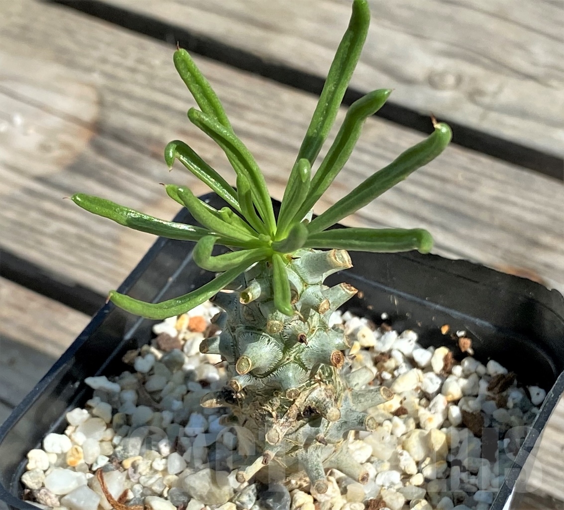 SHPR13553 Tylecodon sp. - Imagen 2