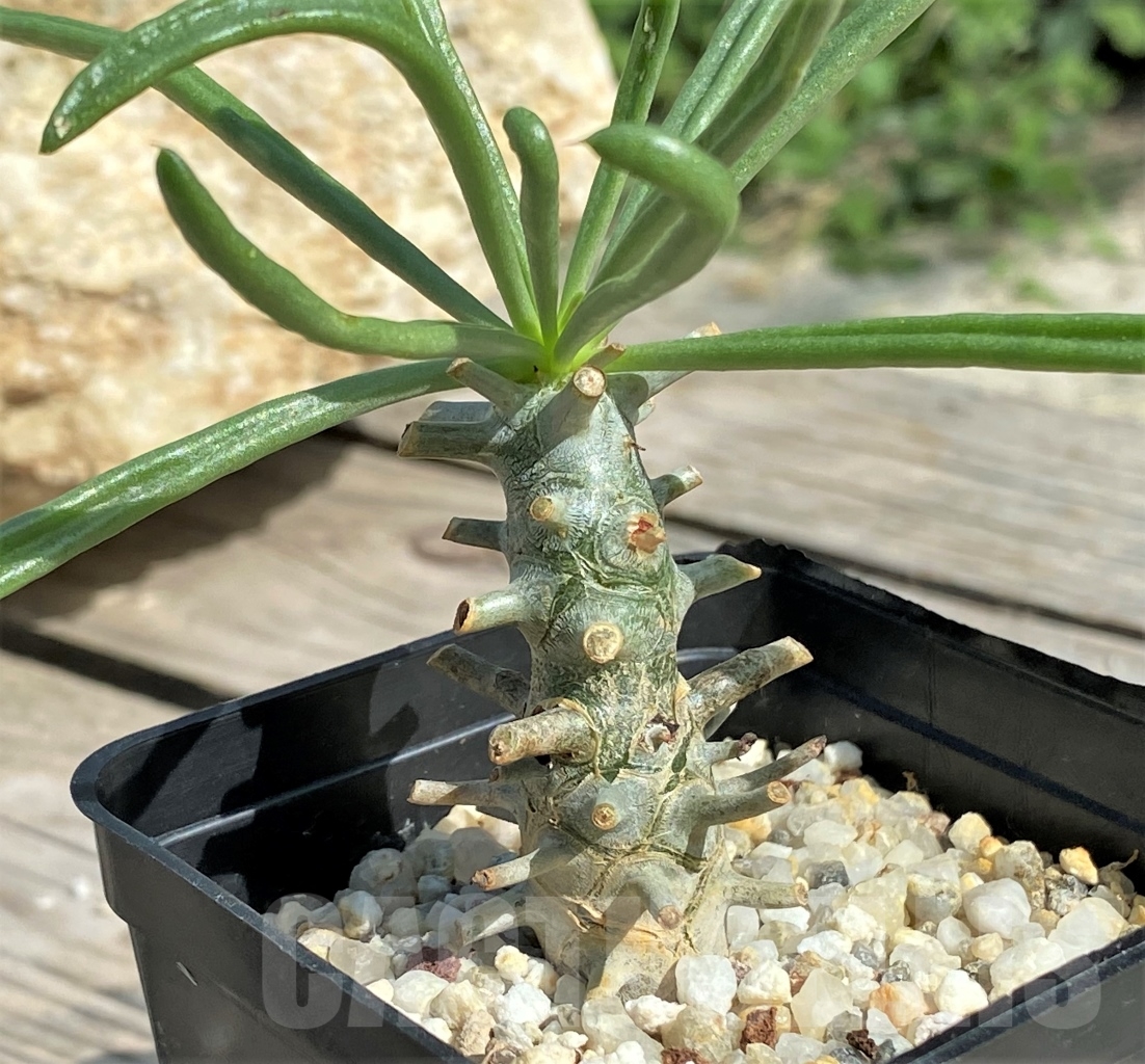 SHPR13554 Tylecodon sp.