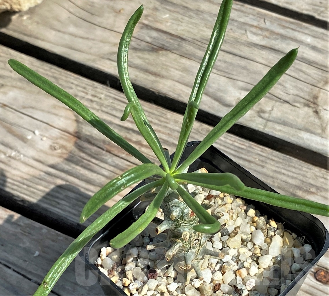 SHPR13554 Tylecodon sp. - Imagen 2