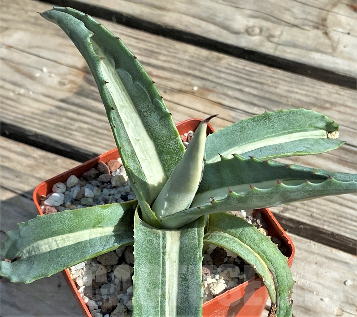 SHPR13557 Agave americana 'Mediopicta'