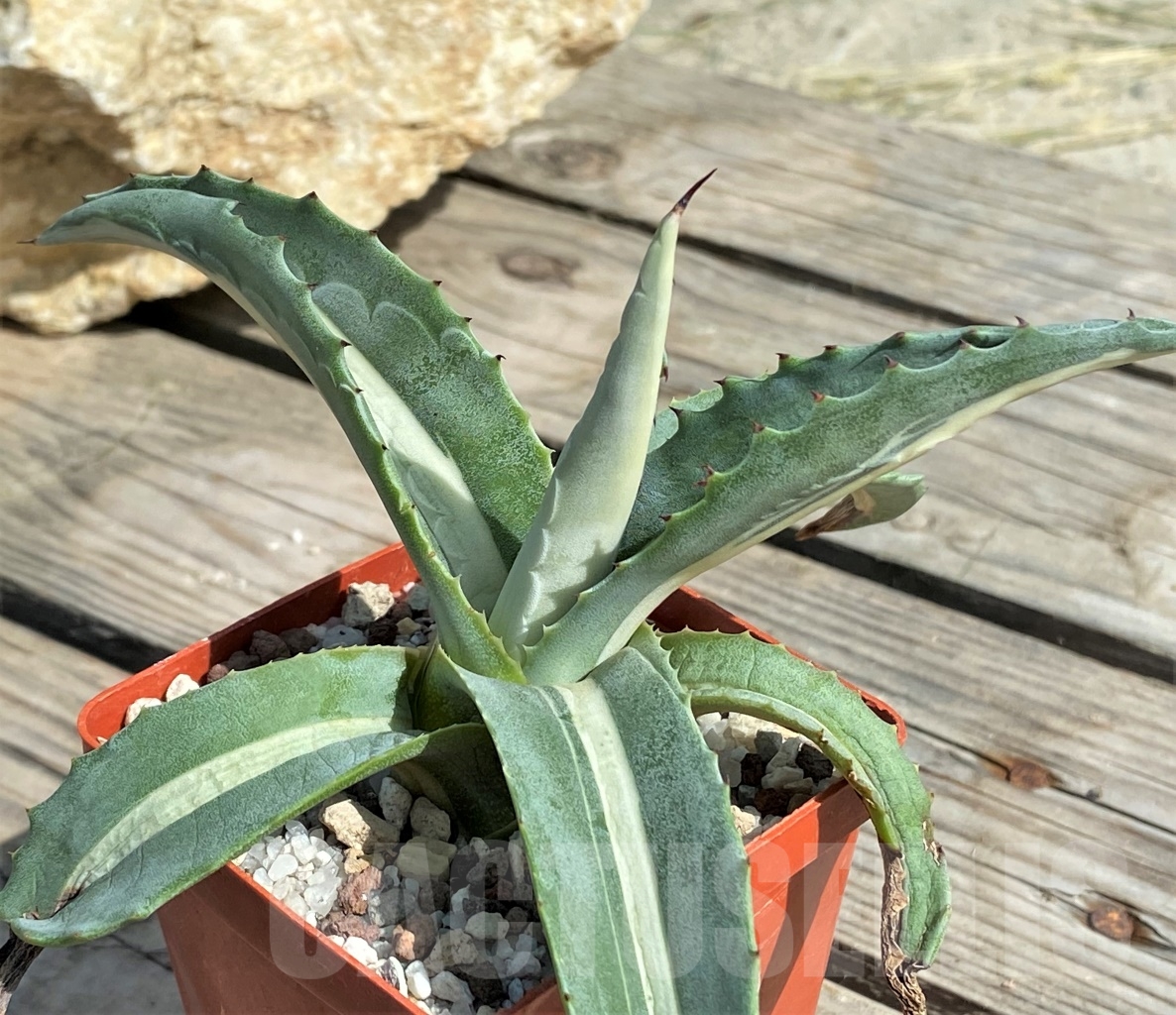 SHPR13557 Agave americana 'Mediopicta' - 画像 (2)