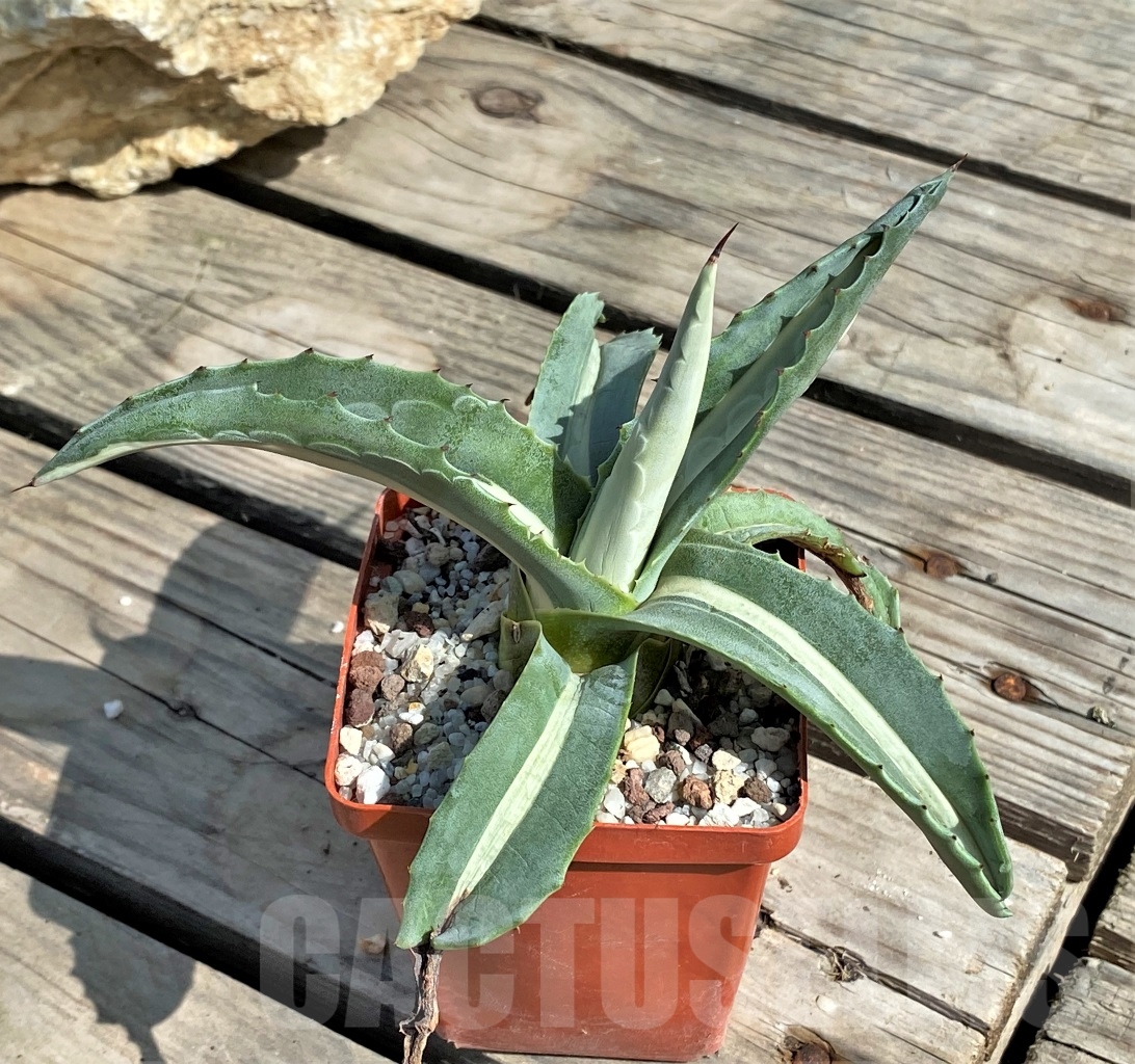 SHPR13557 Agave americana 'Mediopicta' - 画像 (3)