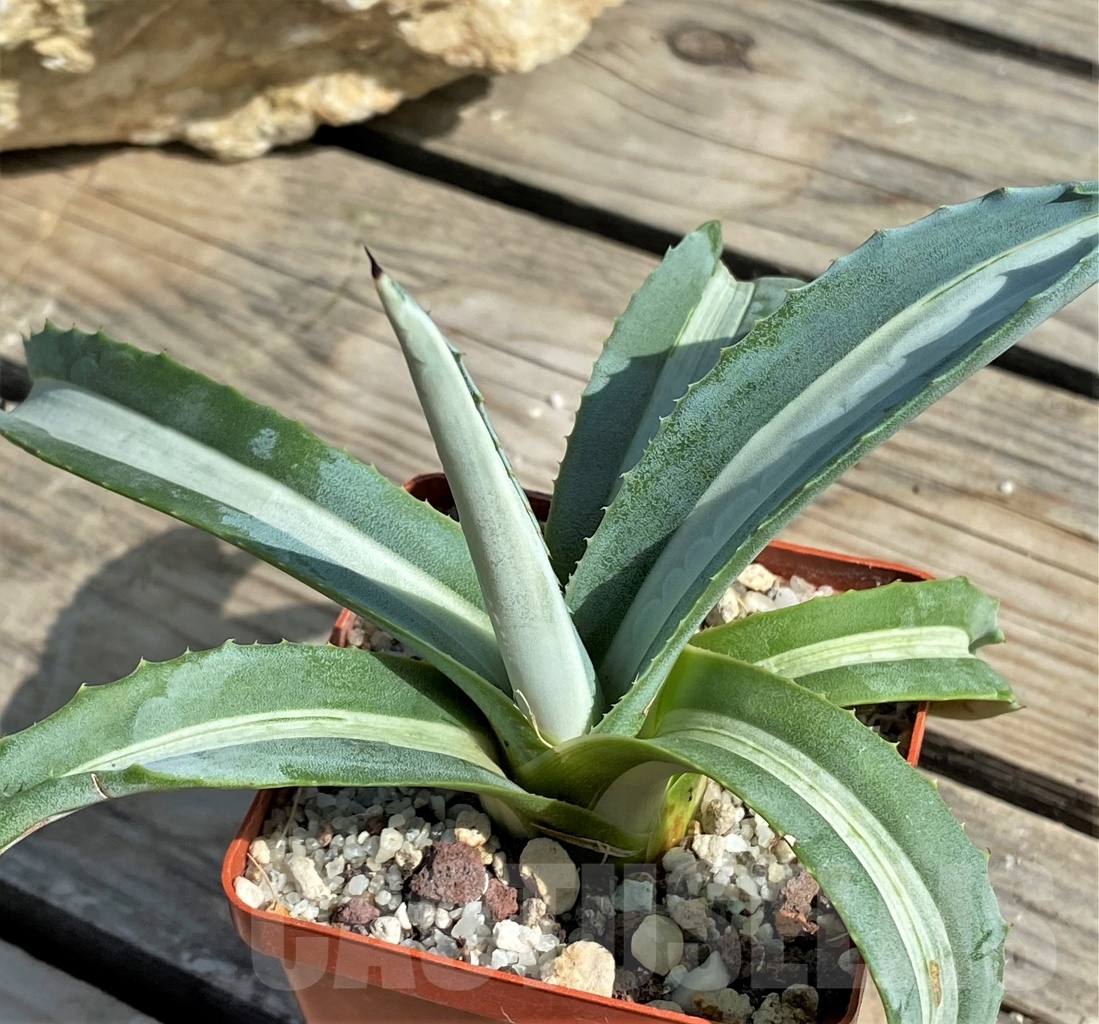 SHPR13558 Agave americana 'Mediopicta' - Image 2