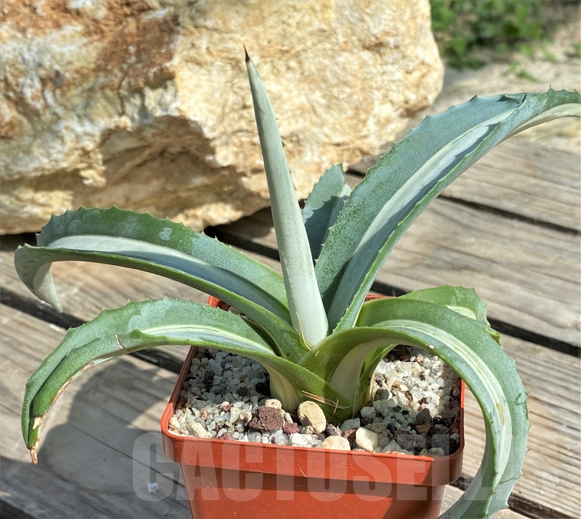 SHPR13558 Agave americana 'Mediopicta'