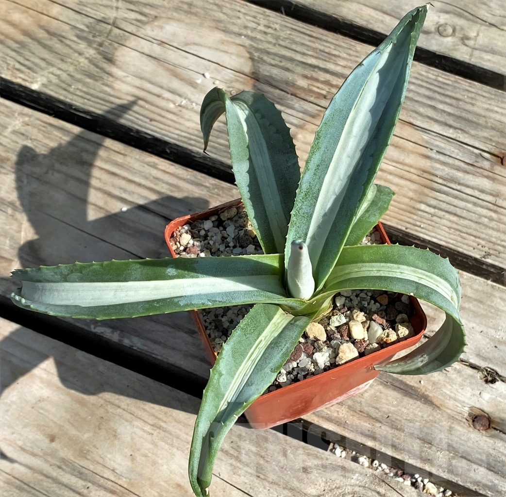 SHPR13558 Agave americana 'Mediopicta' - Image 3