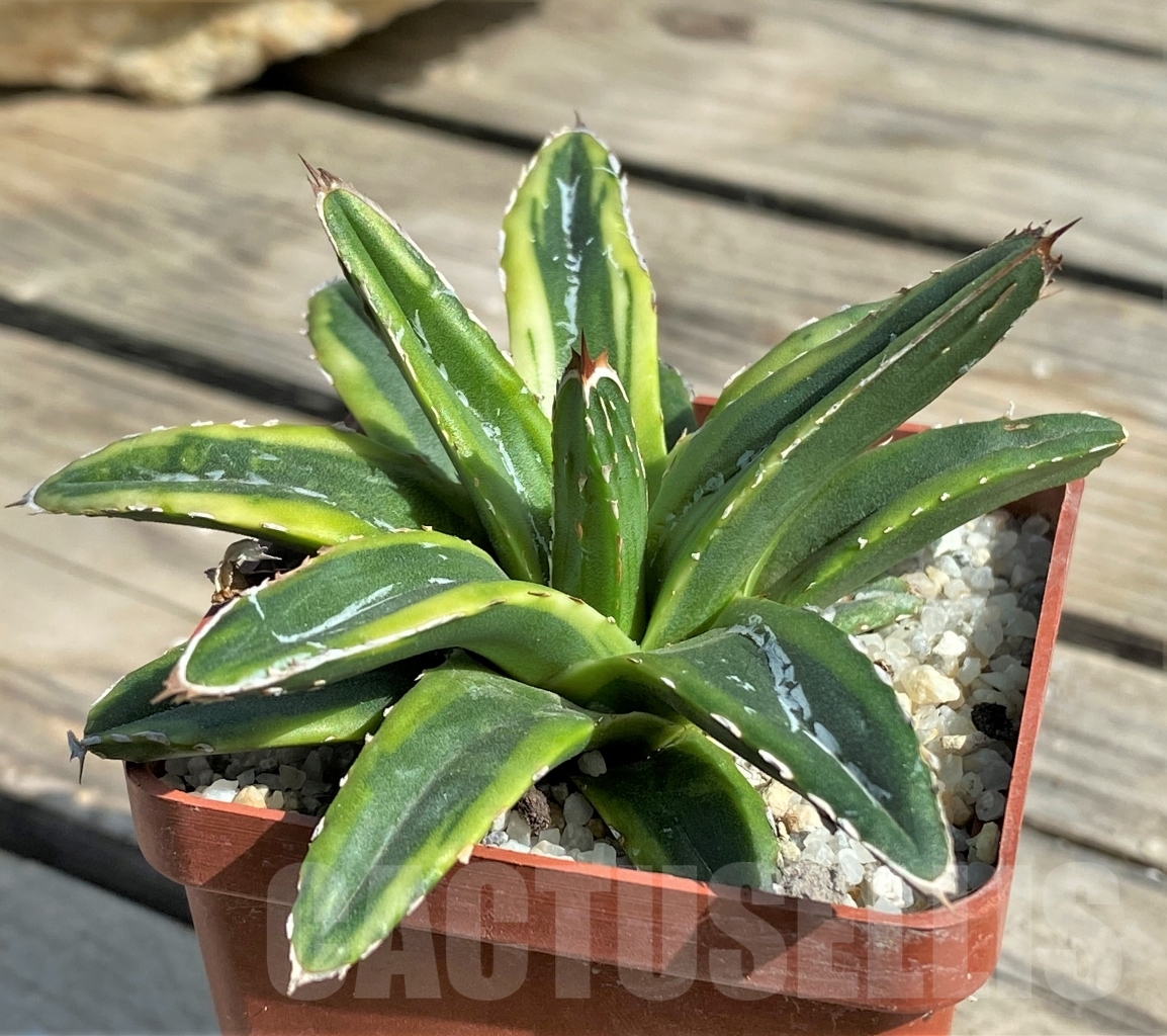 SHPR13559 Agave victoriae-reginae f. variegated - Image 2