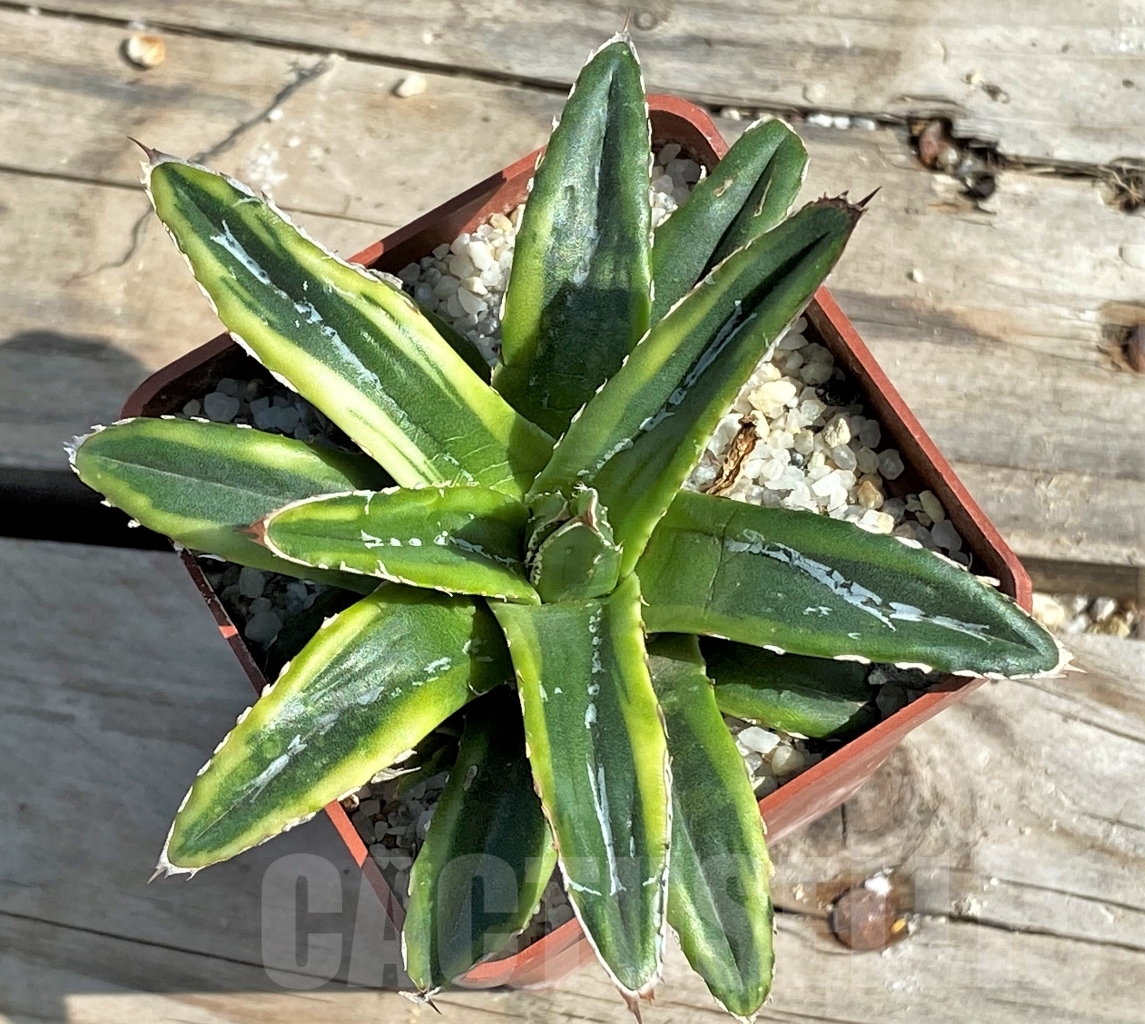 SHPR13559 Agave victoriae-reginae f. variegated
