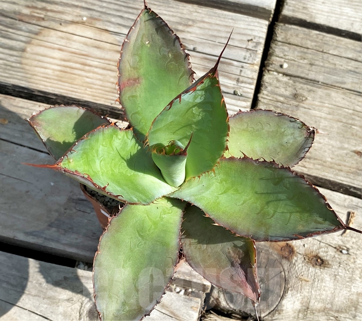 SHPR13562 Agave bovicornuta - Image 2