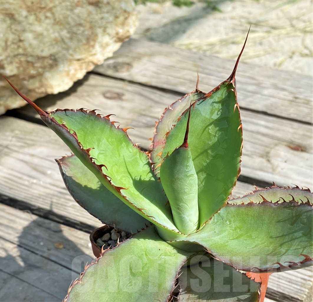 SHPR13562 Agave bovicornuta
