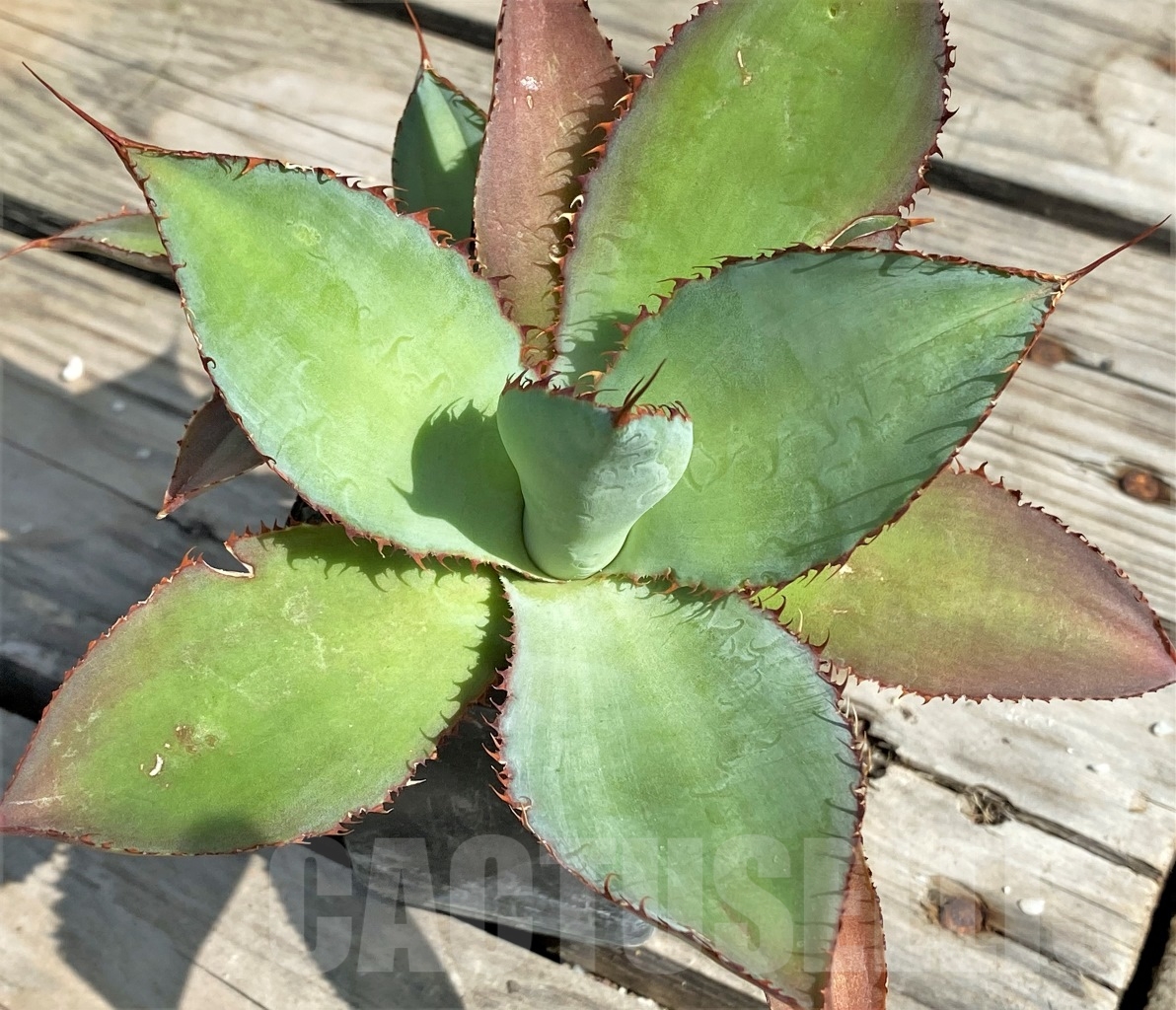 SHPR13563 Agave bovicornuta