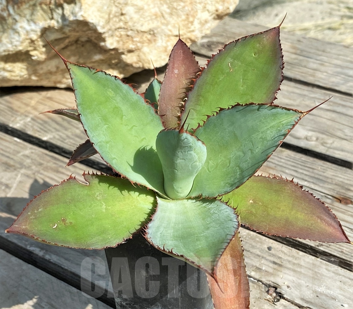 SHPR13563 Agave bovicornuta - 画像 (3)
