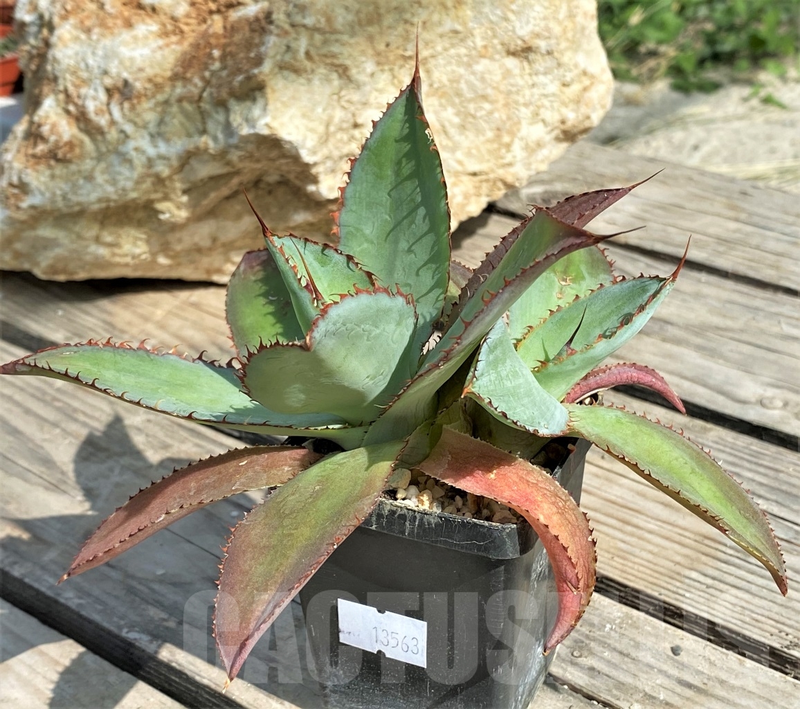 SHPR13563 Agave bovicornuta - 画像 (2)