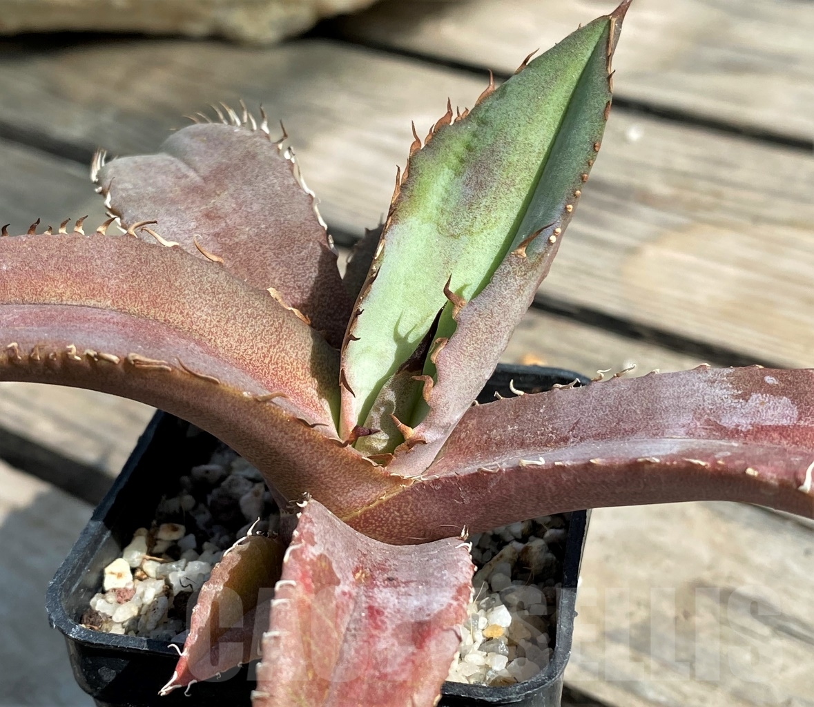 SHPR13564 Agave titanota 'Blue' Alabaster
