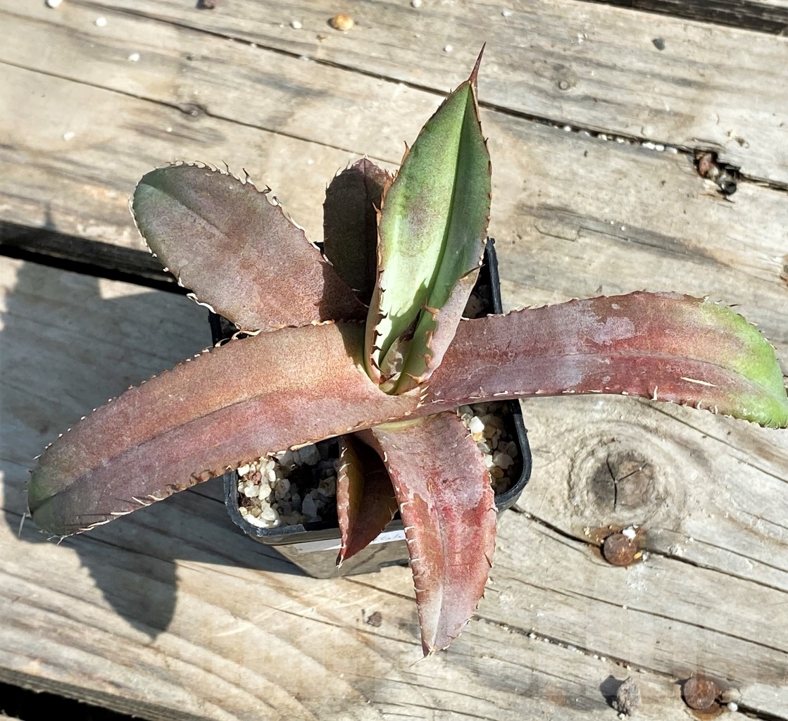 SHPR13564 Agave titanota 'Blue' Alabaster - immagine 2