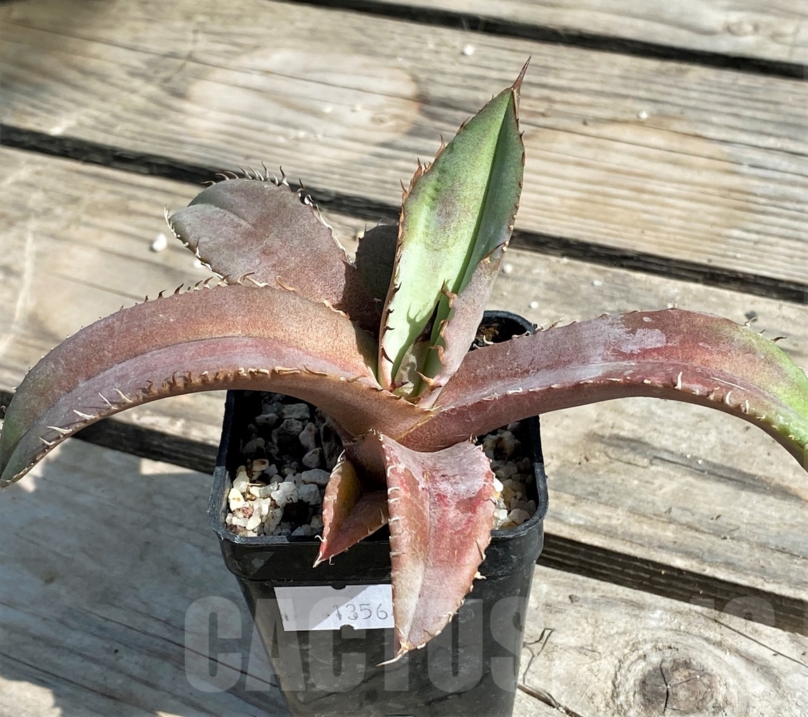 SHPR13564 Agave titanota 'Blue' Alabaster - immagine 3