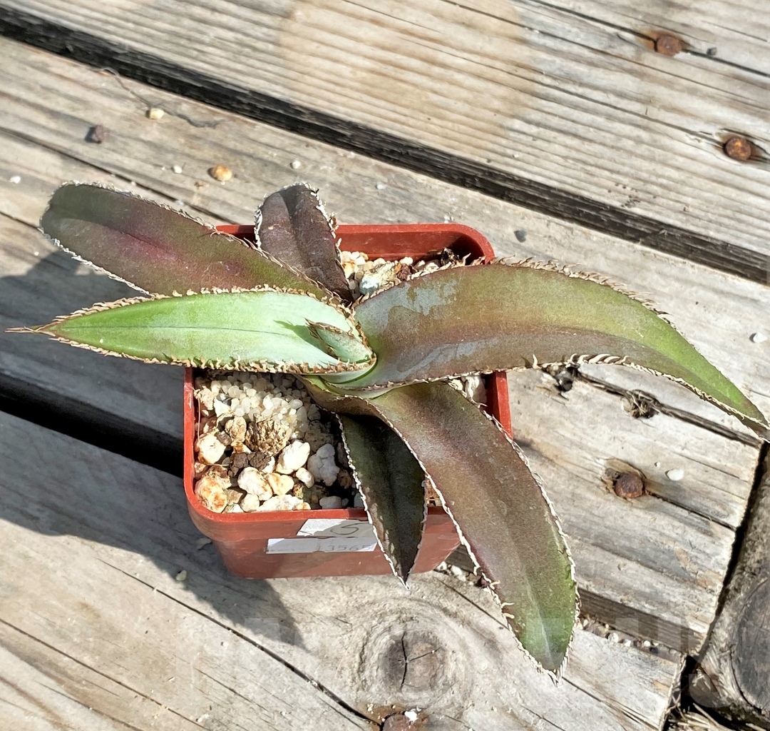 SHPR13565 Agave megalodonta - immagine 3