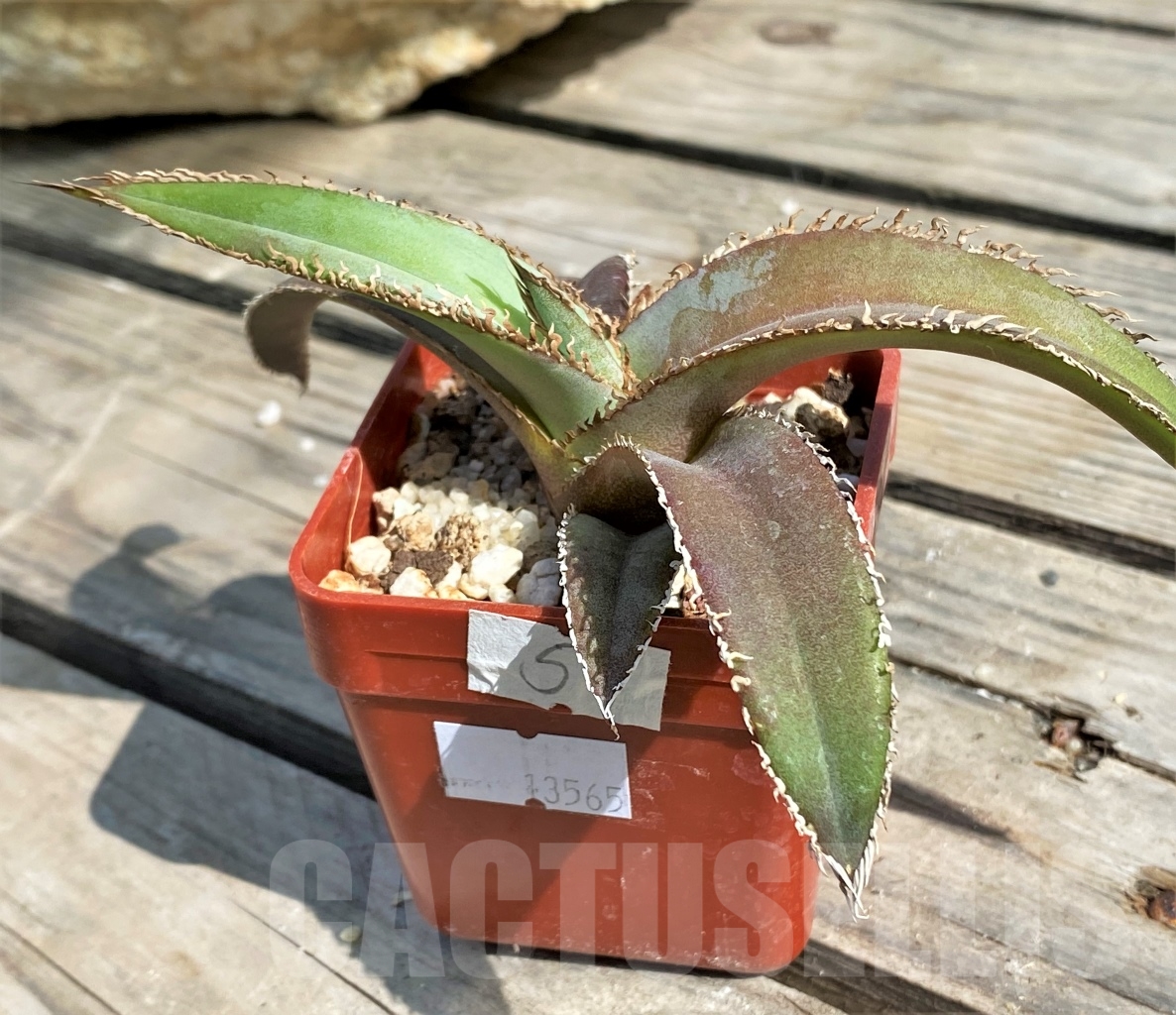 SHPR13565 Agave megalodonta - immagine 2